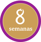 8 semanas